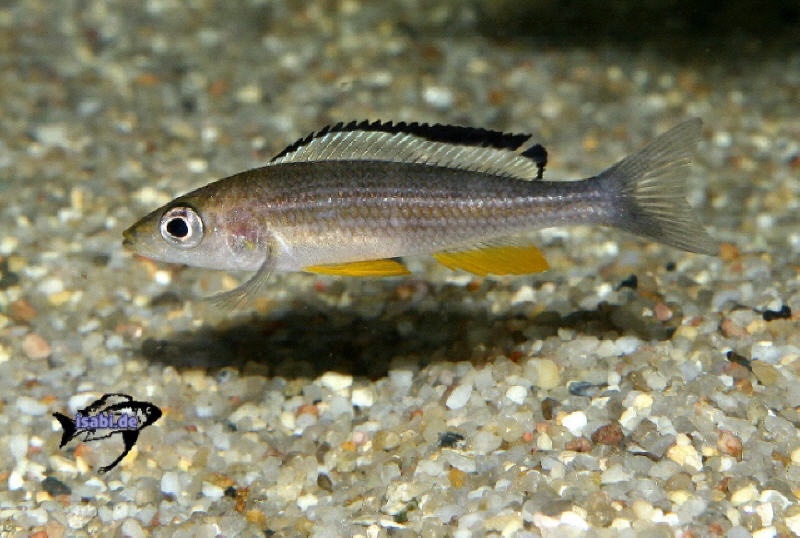Paracyprichromis brieni 'Kisonso'